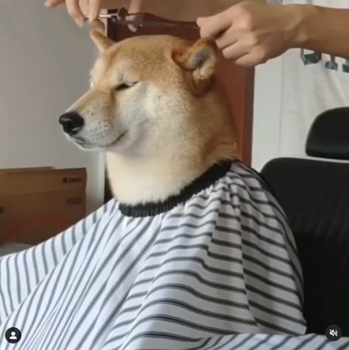いつもの角刈りで 柴犬がどんどん人間化というよりおじさま化している気がする 動画あり 21年12月13日 エキサイトニュース