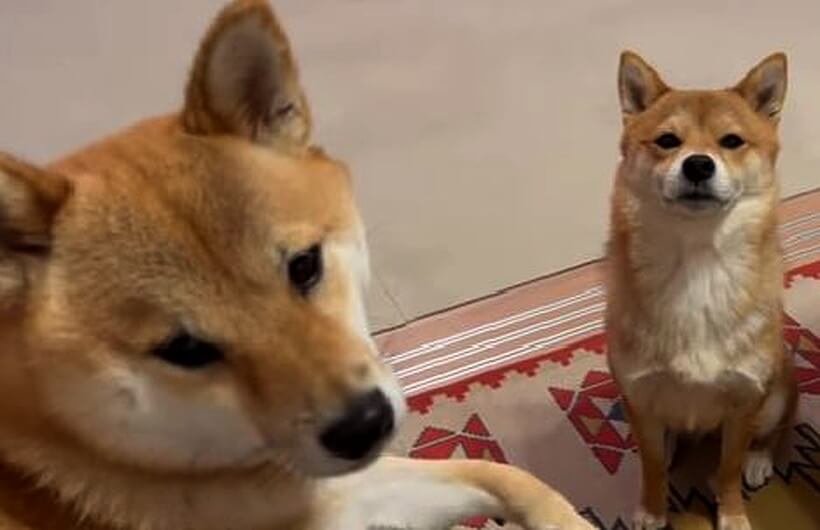 ごはんｺﾞﾊﾝgohan ふたりがかりで圧をかけてくる柴犬 切実な視線に耐えられる気がしない 動画 21年12月5日 エキサイトニュース
