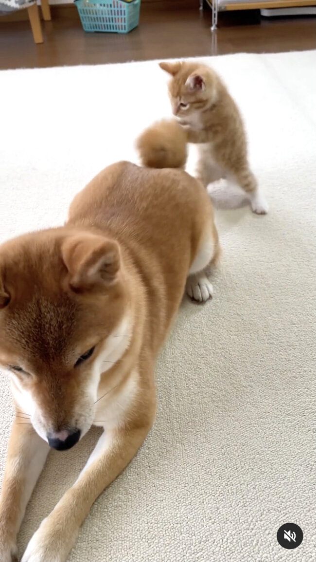 ニャンだこれ 子猫にしっぽをいじられても平常心な柴犬 なにこのほのぼの光景 動画あり 21年12月18日 エキサイトニュース