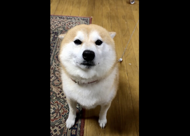 ﾊﾟﾀﾝ 準備万端です 飼い主がなでやすいように耳をたたんで待つ柴犬 とにかく可愛い 動画 22年1月17日 エキサイトニュース