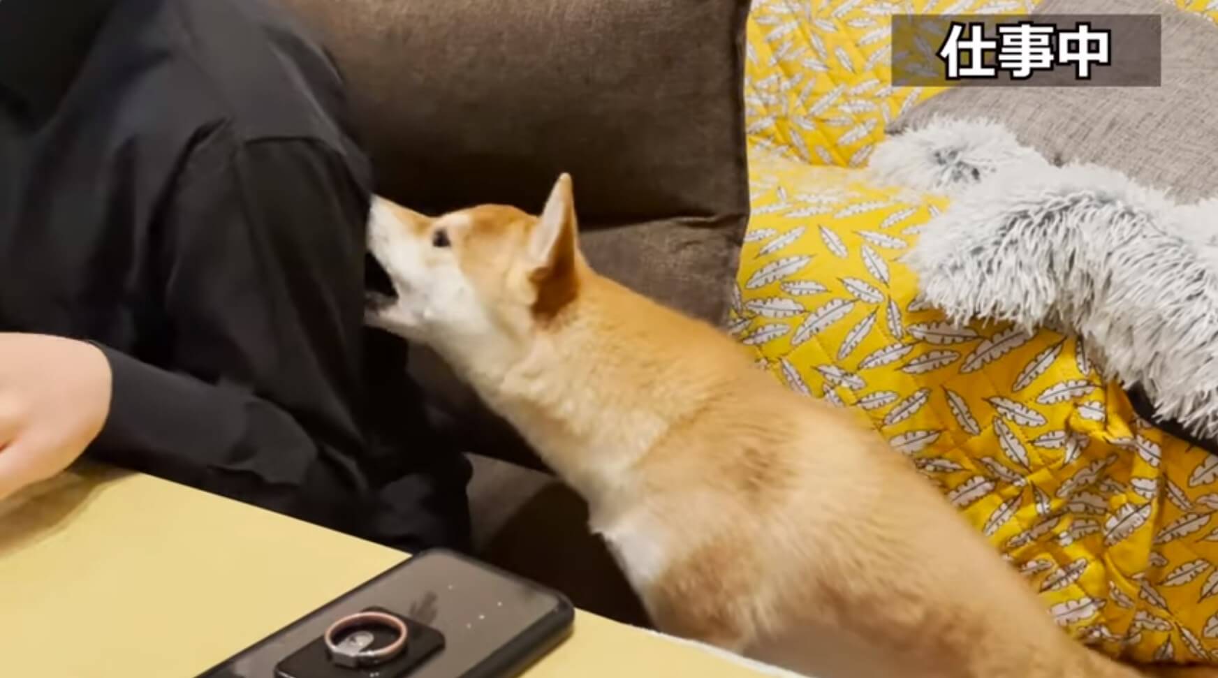 なでなさいよｶﾞﾌﾞｯ かまってもらうためには容赦ない柴犬 愛情のカツアゲ状態なの笑う 動画 22年3月5日 エキサイトニュース