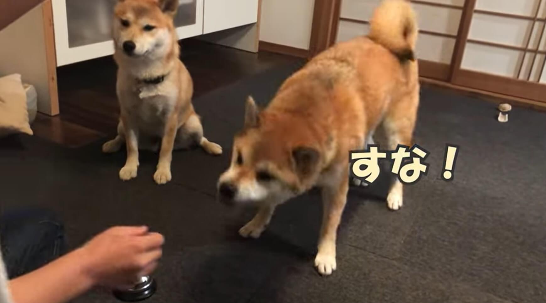 やらんて 卓上ベル芸に挑戦した柴犬 最初から最後までキレてて練習どころじゃないの笑う 動画 22年2月15日 エキサイトニュース
