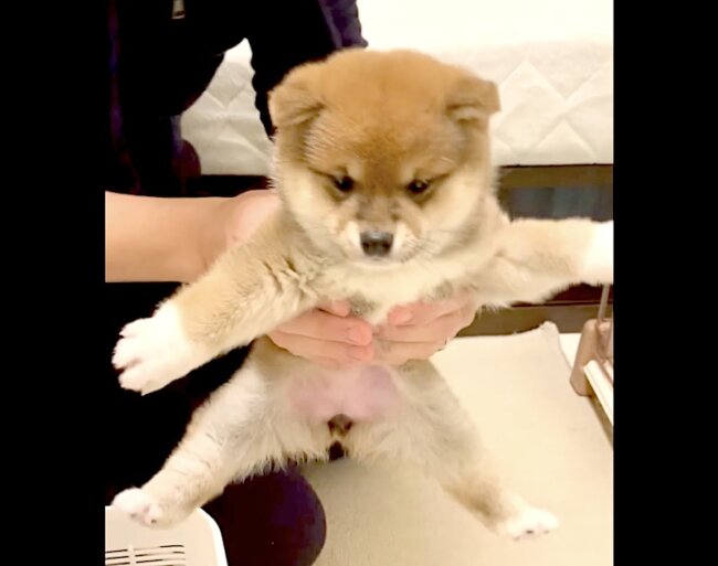抱っこされるのが下手すぎる柴犬 感情飛ばして空見てる姿が最高すぎた 22年2月21日 エキサイトニュース