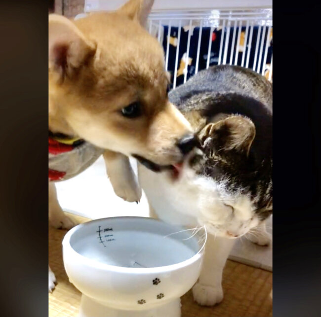 水を飲んでは猫を舐め また水を飲んでは猫を舐める この柴犬 愛が深すぎるでしょ 動画 22年7月18日 エキサイトニュース