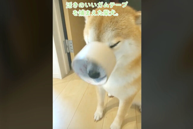 活きのいいガムテープ を捕まえた柴犬 口を動かすたびにおでこにダメージを喰らってて面白すぎる 動画 22年9月22日 エキサイトニュース