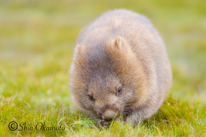 ウサギでもネズミでもない このずんぐりむっくり なーんだ 心の写真館46 ローリエプレス