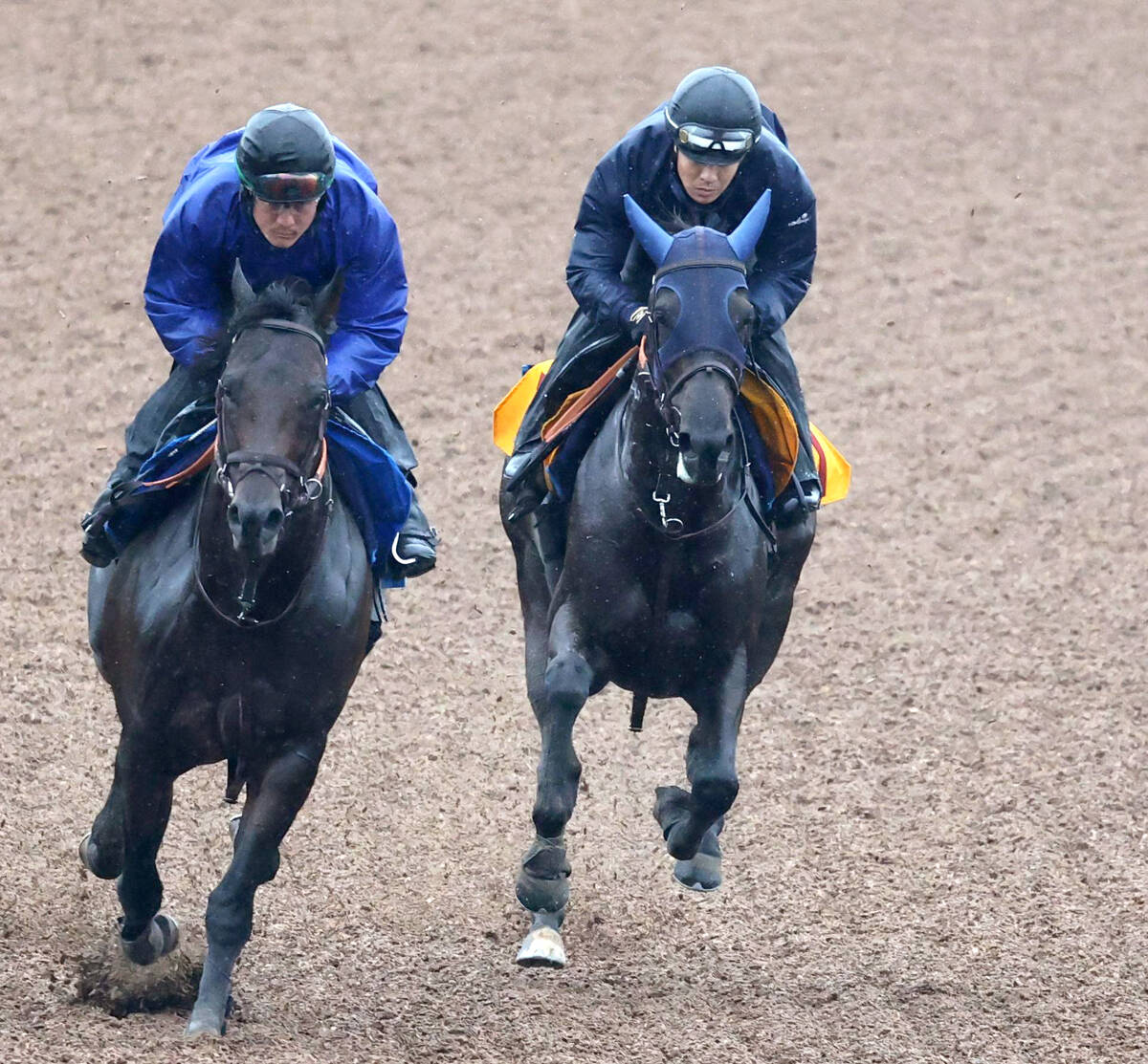 府中牝馬S】好調！田中博厩舎の素質馬ヴァルキリーバースが長欠明けを 