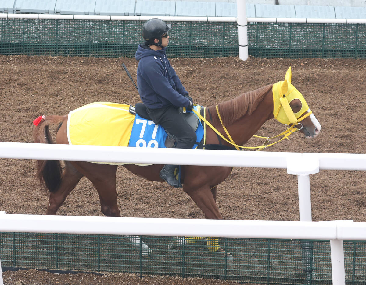 日曜東京競馬場の注目激走馬…東京11Rアルゼンチン共和国杯・G2