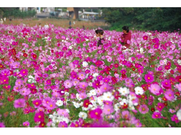 約100万本の花畑 横須賀で コスモスまつり 開催 19年8月23日 エキサイトニュース