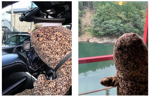 超特大オオサンショウウオ”が乗ったタクシー＆トロッコ列車が京都で 