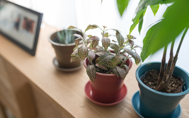 枯れてしまった観葉植物 復活させる方法はある 16年8月25日 エキサイトニュース