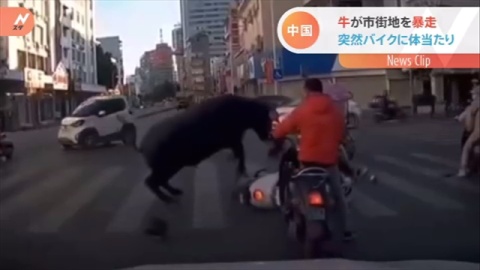 中国で牛が大暴走 交差点でバイク突き飛ばす 2021年11月9日 エキサイトニュース