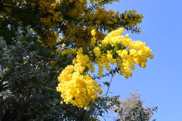 春の東京散歩 道端や軒先で見かけるあの花の名前 知ってる 18年3月24日 エキサイトニュース