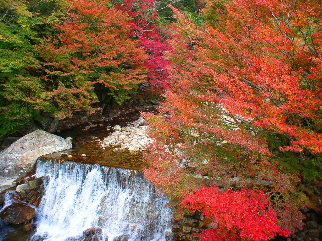 全国紅葉の絶景 透き通る清流沿いに色づく 高知県の紅葉人気スポット 19年11月3日 エキサイトニュース