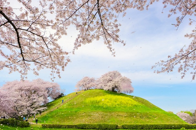 お花見特集 古墳の頂上に茂るソメイヨシノ さきたま古墳公園 年2月28日 エキサイトニュース