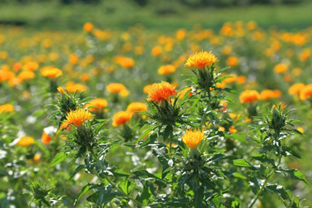 口紅や着物の染料になる 最上紅花 の魅力とは 山形の伝統文化を世界農業遺産へ認定申請 年4月13日 エキサイトニュース