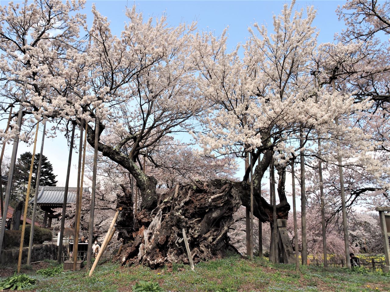 1本の木に会いに行く（25）樹齢2000年 日本三大桜・山高神代桜
