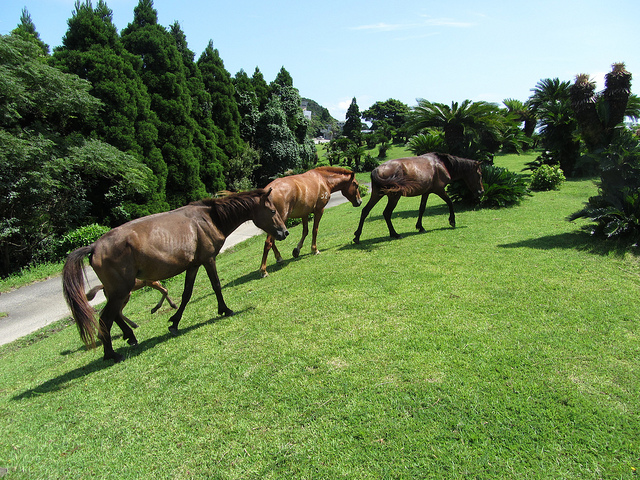 ここ 本当に日本 野生の馬に会える町に行ってみた 13年11月11日 エキサイトニュース