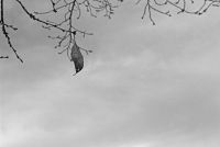 番組終了? 中居も止められぬキスマイ“干され地獄”