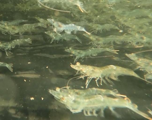 駅でバナメイエビの養殖を 福島県浪江駅で陸上養殖の実証 震災復興目指して地場産業創出へ 22年2月14日 エキサイトニュース