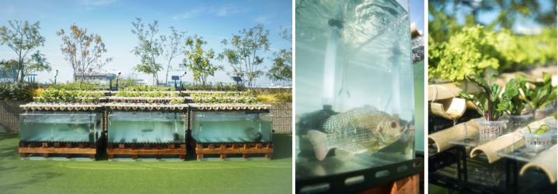 野菜と魚が共に育つ循環型屋上ファーム 桜新町に開園 遠隔観察などで農業をバリアフリーに 22年4月27日 エキサイトニュース