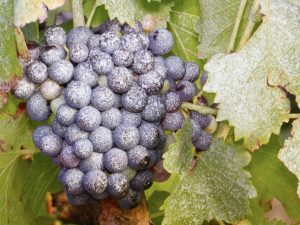 農作物の菌対策に新手法 Uvライトを放出しながら自動走行するロボット Thorvald 年6月7日 エキサイトニュース