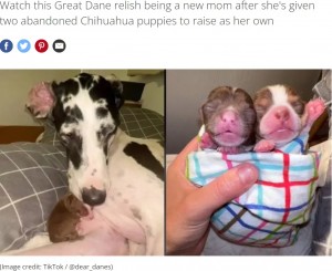 偽妊娠の大型犬 孤児のチワワを迎え大喜び 授乳や添い寝も 米 動画あり 22年9月9日 エキサイトニュース