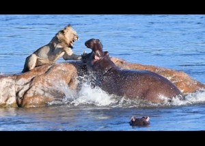 苛立つカバ、縄張りに侵入したライオンに牙をむき襲う（南ア）＜動画あり＞ (2023年3月31日) - エキサイトニュース