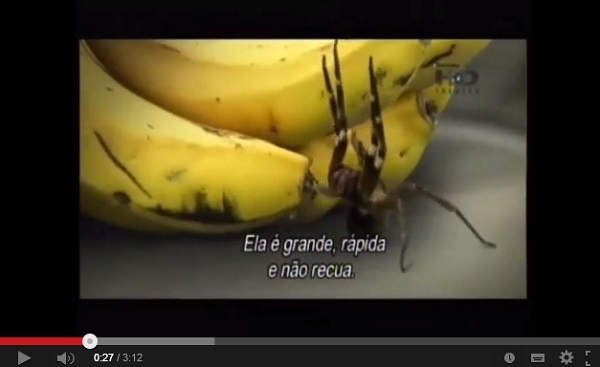 スーパーで買ったバナナから世界一の猛毒を持つクモ 英 13年11月4日 エキサイトニュース
