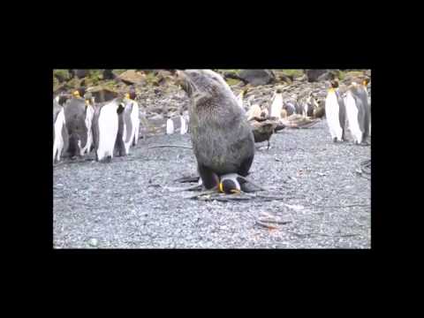 ペンギンに交尾するオットセイの動画に衝撃 捕食だけじゃなかった 南ア 14年11月21日 エキサイトニュース