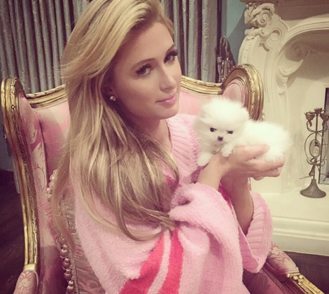 パリス ヒルトン 超キュートな小型犬2匹を約300万円で購入 15年1月9日 エキサイトニュース