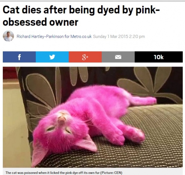 ピンク色が好きな女性に飼われた猫 毛染めで死亡か しかし 露 15年3月3日 エキサイトニュース