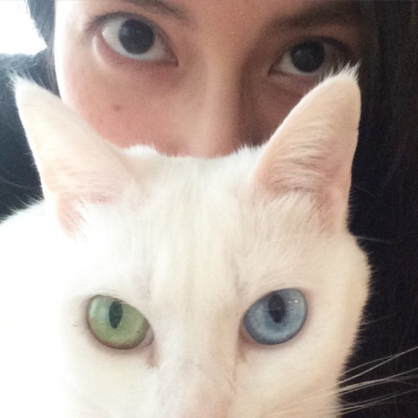 柴咲コウと愛猫が瓜二つ ツーショット公開で 素敵な瞳に吸い込まれそう 15年4月15日 エキサイトニュース