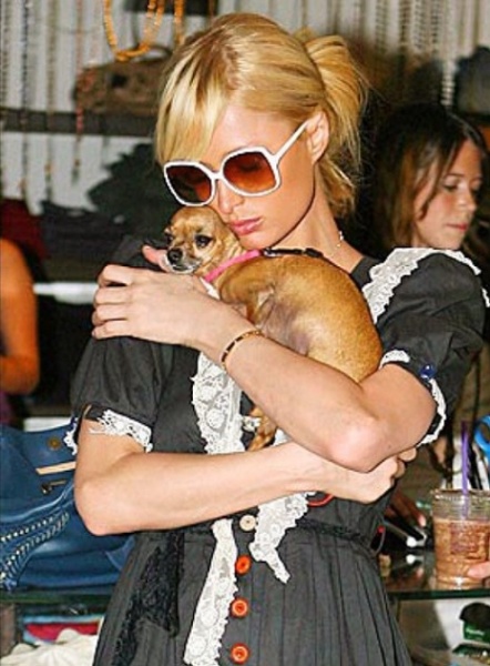 パリス ヒルトン 14歳の愛犬が死亡 家族を亡くした気分 15年4月22日 エキサイトニュース