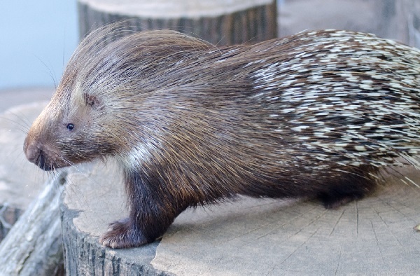 巨大ヤマアラシを飲み込んだヘビ トゲが刺さり死ぬ 南ア 15年6月27日 エキサイトニュース