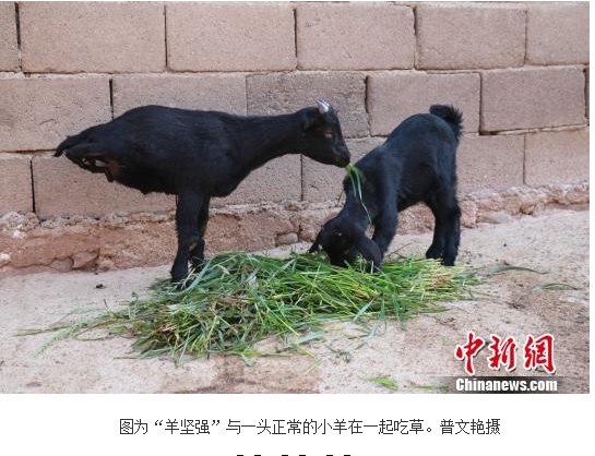 前足だけで器用に走る 2本足の黒ヤギが健気 中国 動画あり 16年5月19日 エキサイトニュース