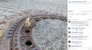 マンホールの蓋にハマったドブネズミを7人の消防士が駆けつけ救助 独 動画あり 19年2月28日 エキサイトニュース