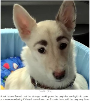 立派な 眉毛 を持つ迷い犬 すぐに新しい家族が見つかる 露 動画あり 19年11月17日 エキサイトニュース