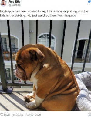 一緒に遊びたい ベランダから子供らを見るブルドッグ 哀愁漂う姿が 切ない と拡散 米 年4月25日 エキサイトニュース