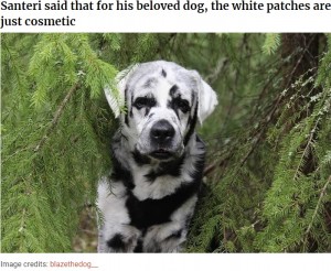 白斑のラブラドール レトリバー 1年前から黒と白のまだら模様に フィンランド 年5月8日 エキサイトニュース