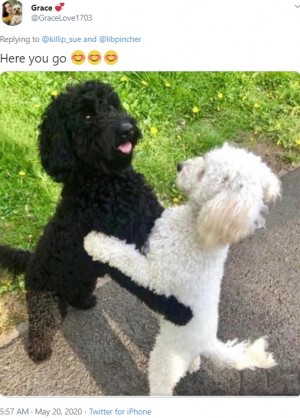 散歩に出た犬 10か月前に離れ離れになったきょうだいを見つけハグ 英 年5月24日 エキサイトニュース