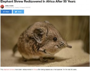 50年ぶりにアフリカで発見 象の仲間ソマリ ハネジネズミの姿に専門家も大興奮 年8月26日 エキサイトニュース
