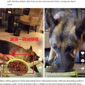 犬に無理やり唐辛子や弾けるキャンディーを与える 食べる放送 が物議 中国 年9月19日 エキサイトニュース