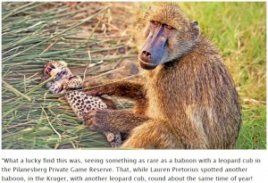 珍しくも切ない光景 ヒョウの赤ちゃんに優しく毛づくろいをする野生ヒヒ 南ア 動画あり 年12月6日 エキサイトニュース