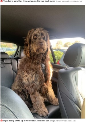 チューバッカの着ぐるみ 人々を勘違いさせてしまうほどの大きな犬 英 21年4月26日 エキサイトニュース チューバッカの着ぐるみ 人々を勘違いさせてしまうほどの大きな犬 英 21年4月26日 エキサイトニュース