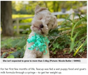 生まれつき目の無い犬 より小型を求めた無理な交配が原因か 米 動画あり 21年7月8日 エキサイトニュース