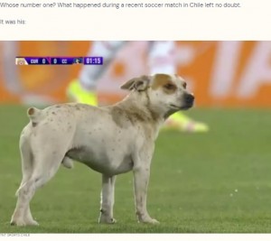 サッカーの試合に乱入した犬 注目を集める中でまさかの行動に チリ 動画あり 22年5月15日 エキサイトニュース