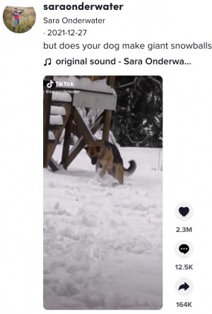 なんて賢い犬 前足で転がし雪玉を作るジャーマン シェパードが人気 カナダ 動画あり 22年1月7日 エキサイトニュース なんて賢い犬 前足で転がし雪玉を作るジャーマン シェパードが人気 カナダ 動画あり 22年1月7日 エキサイトニュース