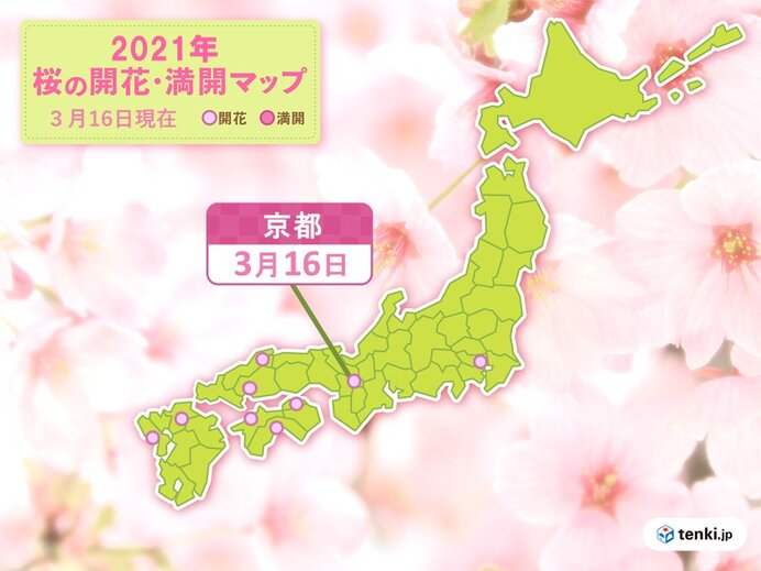 京都で桜開花 統計開始以来最も早く 今年の桜の開花なぜ早い 21年3月16日 エキサイトニュース