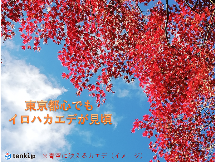 晩秋の東京で見頃 カエデの紅葉 18年11月27日 エキサイトニュース